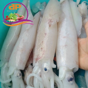 MỰC ỐNG