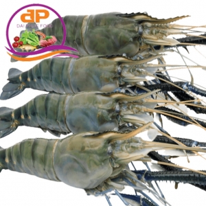 TÔM CÀNG
