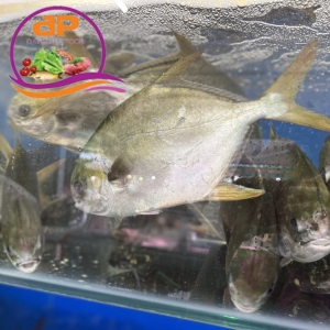 CÁ CHIM TRẮNG