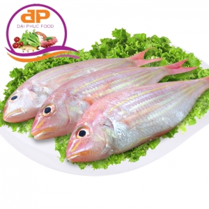 CÁ ĐỔNG
